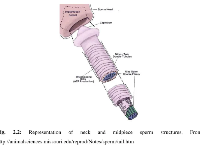 Fig.  2.2:  Representation  of  neck  and  midpiece  sperm  structures.  From:  http://animalsciences.missouri.edu/reprod/Notes/sperm/tail.htm 