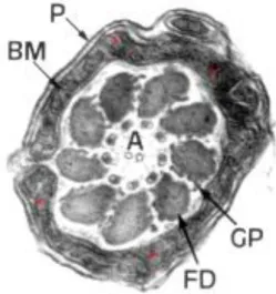 Fig.  2.3:  Ultrastructural  image  of  boar  sperm  mitochondria.  The  low  development  of  inner 