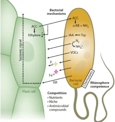 FIGURE  1. Biochemical  mechanisms  by  which  rhizobacteria  influence plant growth and health (from Bulgarelli et al., 2013)