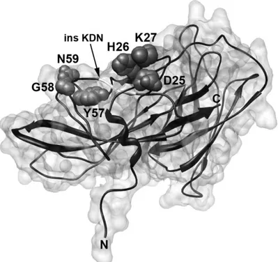 Figure 1.9: structure of fHbp variant 1, where the relative positions of the DHK and YGN tripeptides that aect binding of JAR 4 are shown