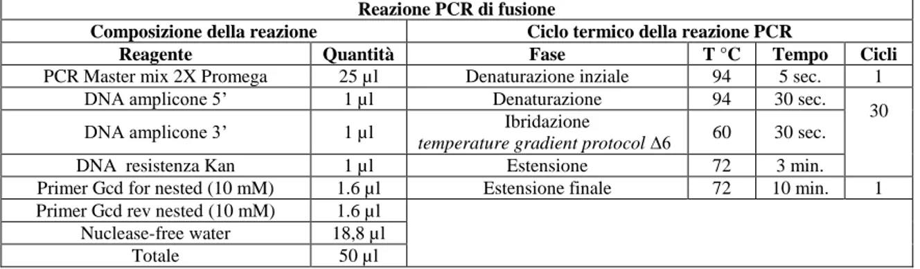 Tabella 8. Reazione di ligazione del prodotto della PCR di fusione nel plasmide  pGEM-T®.