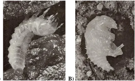 Figura  16  -  A)  Larva  di  L.  cinnamomea  in  una  galleria  scavata  dagli  adulti  in  T