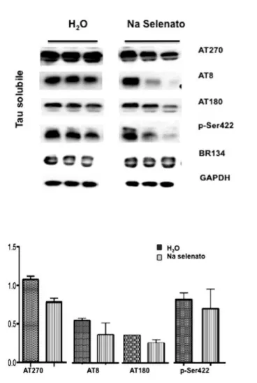 Fig. 16 - Caratterizzazione della fosforilazione della quota solubile  di  tau  a  livello  di  epitopi  riconosciuti  dagli  anticorpi  AT270   (p-T181),  AT8  (pS202-pT205),  AT180  (p-Thr231)  e  p-Ser422  nel  modello murino P301S trattato con il selen