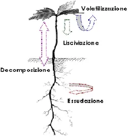 Figura I.1: Liberazione dei metaboliti secondari 