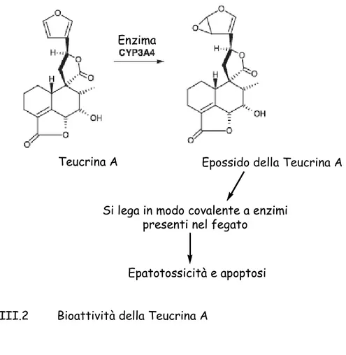 Fig. III.2        Bioattività della Teucrina A