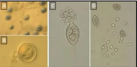 Figure 1.5:  Mycelia disks (5mm diameter) of P. nicotianae were cut from the periphery of 4 to  6  days  old  cultures  on  V8  agar  were  transferred  individually  to  the  center  of  new  plates
