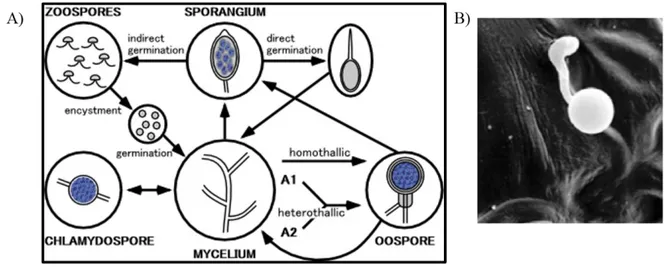 Figure 1.7:  A) Life cycle of P. infestans with sexual and asexual sporulation. B) Germinated  cyst of P