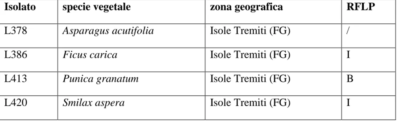Tabella 2.  Lieviti rosa con attività degradativa verso la patulina, con indicazione della  specie vegetale, della  zona geografica origine dell‟isolamento e del gruppo RFLP