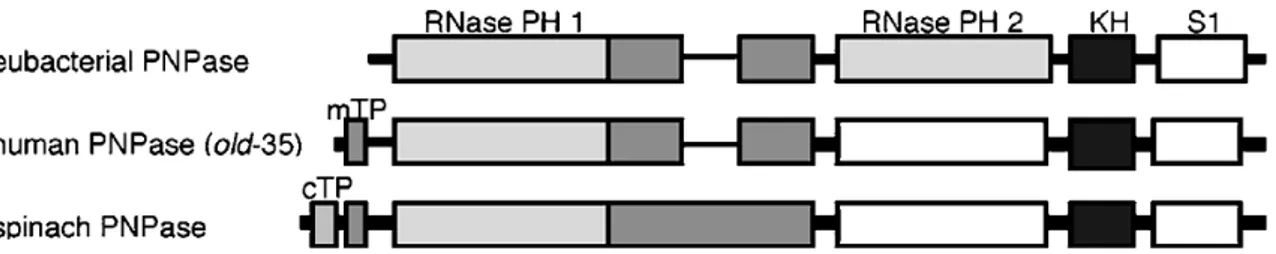 Figura I.3 - Rappresentazione schematica della PNPasi eubatterica ed eucariotica. 