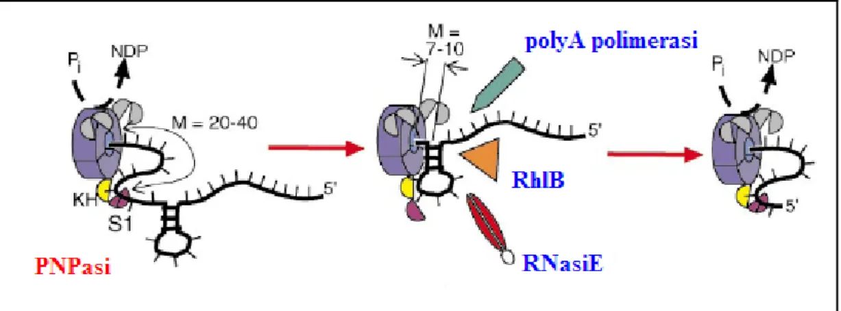 Figura I.6 - PNPasi e altri componenti del degradosoma. 