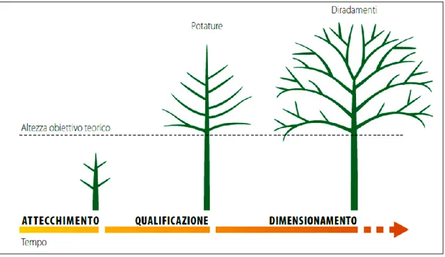 Figura 4 Le tre fasi del ciclo produttivo delle piante principali (Buresti Lattes e Mori 2004 b ) 