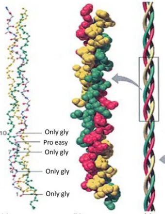 Figure 2.2. Collagen molecule and its organization 