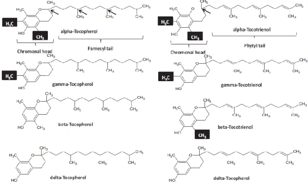 Figure 4.1. Vitamin E isoforms  (adopted from Cardenas and Ghosh, 2013).