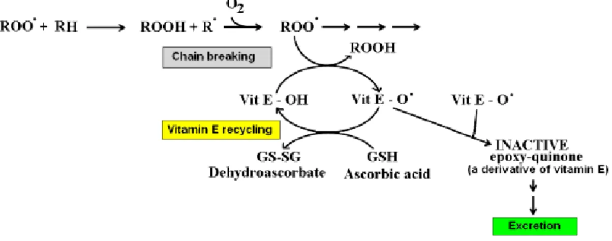 Figure  4.2.  Inhibition  of  lipid  peroxidation  chain  reaction  by  Vitamin  E  and  mechanisms of recycling (adopted from Koner, 2006) 