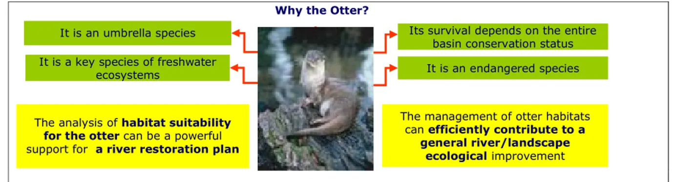 Figure 1 .  Relevant traits of the Eurasian Otter (Lutra lutra) for river management tools.