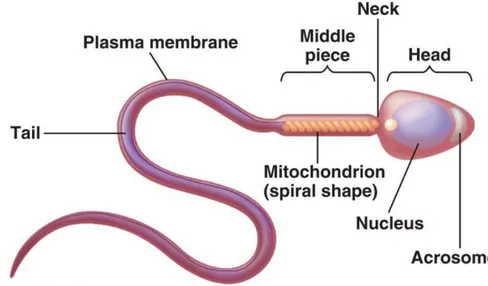 Figure 2.2. Structure of rabbit spermatozoa 