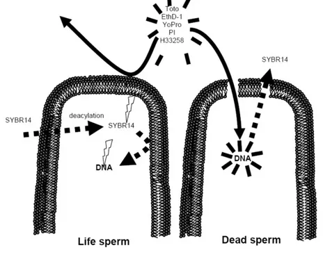 Figure 3.3. Discrimination between intact and plasma membrane damaged sperm using 
