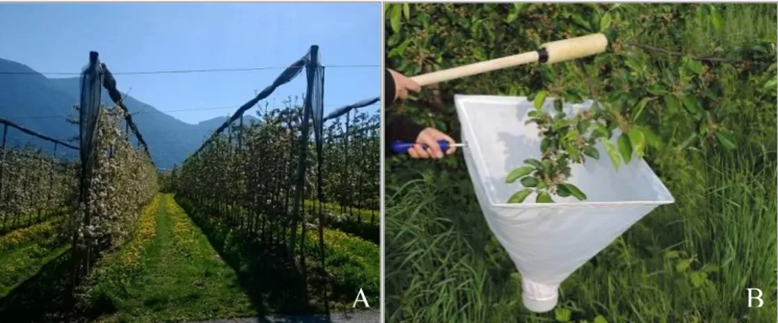 Figure 1.6. Insect sampling: A. both sides of a row were beaten in each orchard;  B. Frappage was used to collect insects