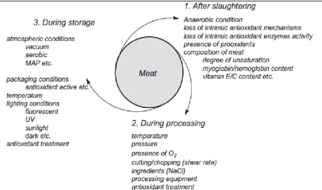 Figure 2.5. Factors affecting the oxidative stability of meat at various stages  (Adopted from Kumar et al., 2015)