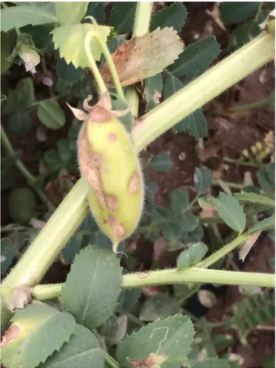 Fig.  6  -  Lesions  caused  by  Ascochyta  rabiei  on 