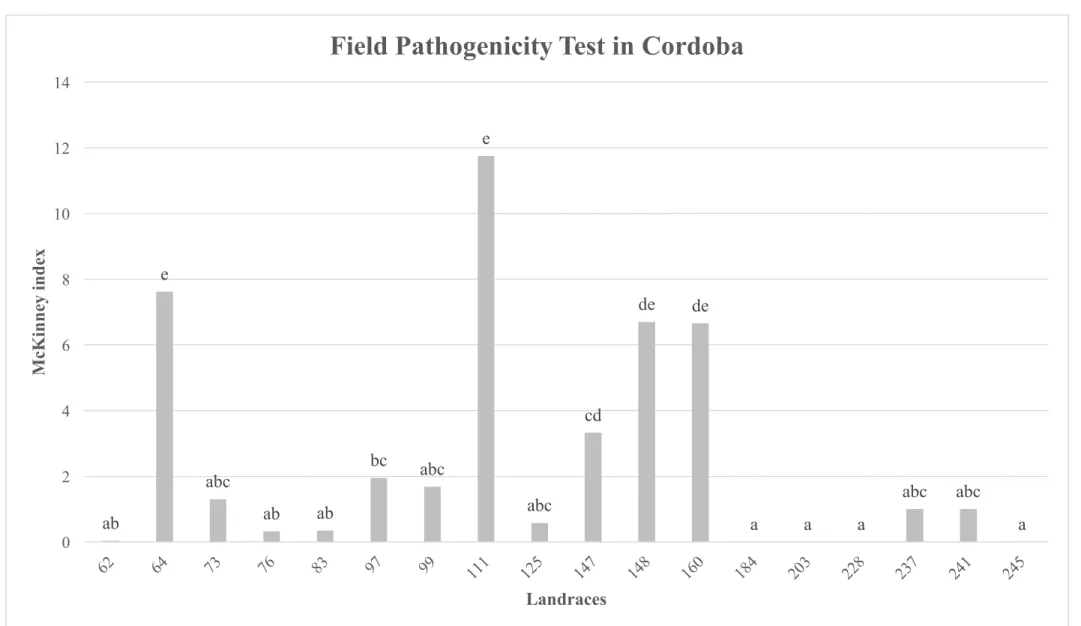 Fig. 8 -  Severity of disease on the tested landraces, in the experimental field of IFAPA-Cordoba, naturally contaminated with Foc5