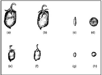 Figure 1. Variation in pods and seeds of 