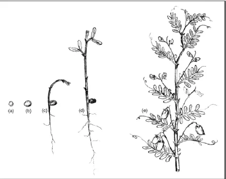 Figure  2.  Lentil  plant  structure:  (a) dry  seed;  (b)  moisture-imbibed  seed;  (c)  a newly  emerged  seedling 