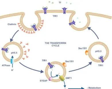 Figura 2. Il ciclo della transferrina. Il ferro plasmatico allo stato ossidato lega con alta affinità la Tf che a sua 