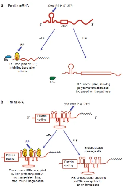 Figura  6.  La  traduzione  della  ferritina  e  la  degradazione  dell’mRNA  per  il  TfR  sono  regolati  dal  legame 