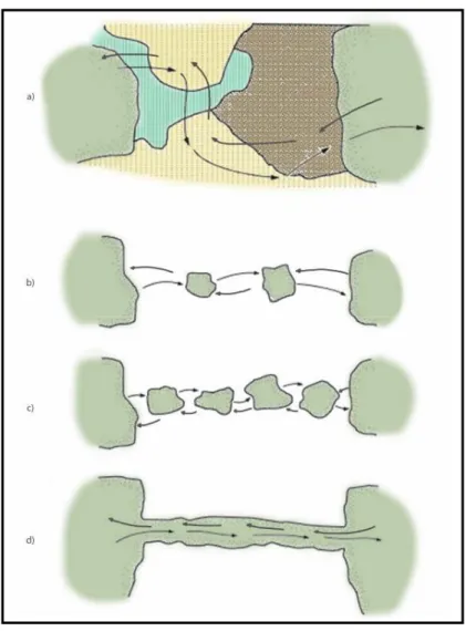 Figura  2  -  Schematizzazione  di  un  paesaggio  con  connessioni  funzionali  tra  habitat:  mosaico  con  macchie  che  garantiscono  il  movimento  (a);  mosaico  con  macchie  di  stepping-stones  e  corridoi  (b,  c  d)  (da  Bennett,  1999  modific