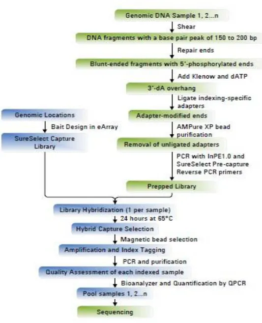 Fig. 3 Sommario del protocollo di preparazione del campione di DNA per NGS. 