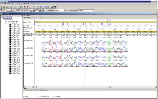 Fig. 5 Schermata di assemblaggio con il software SeqScape: sono mostrate 4 sequenze  per la stessa regione di KCNQ1; coverage 4X