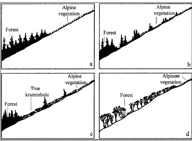 Fig.  1.2  Main  types  of  timberline.  a  –  abrupt  forest  limit  bordering  alpine  vegetation,  b  –  transition 