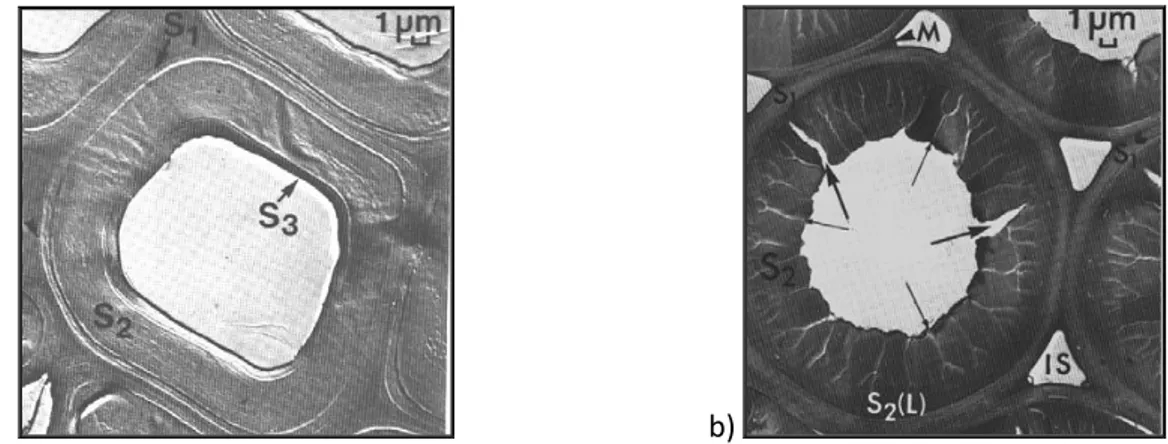 Fig.  1.6  Cross-section  of  a  normal  wood  tracheid  (a),  and  a  compression  wood  tracheid  (b)