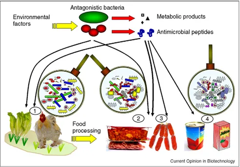 Figure  1.1.  Biocontrol  of  pathogenic  bacteria  through  the  food  chain  using  microbial  antagonistic 