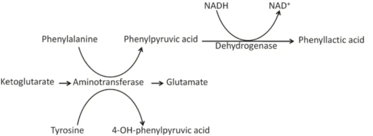 Figure 1.3. Possible pathway of 3-phenyllactic acid (PLA) production by Pediococcus pentosaceus 
