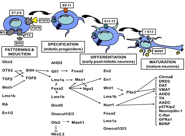 Figure 1.5 Schematic model of mDA neurons development. Diagram showing the main transcription or  inductive  factors  involved  in  dopaminergic  neurons  development,  divided  into  phases  of  the  developmental stage in which they are involved (adapted