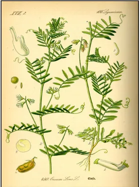 Figure 2. Illustration of the Lentil plant,  font it.wikipedia.org