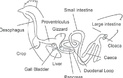 Figure 3.1. The digestive system of the chickens - general structure