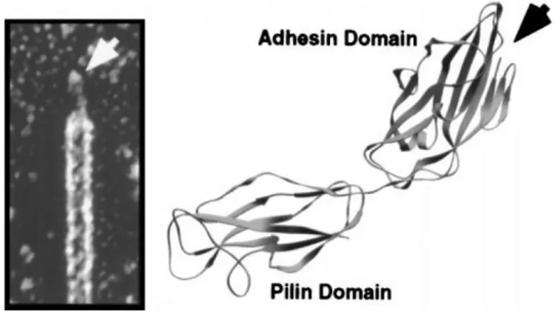 Fig. 1.5.1- Architettura del pilo di tipo 1 e struttura cristallizzata dell’adesina FimH