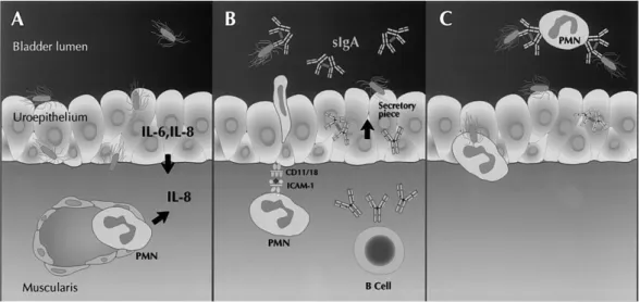 Figura  1.5.4-  Risposta  immunitaria  all’ingresso  degli  uropatogeni  all’interno  della  vescica.(A)  I  microrganismi  patogeni  invadono l’epitelio vescicale provocando il rilascio di citochine (IL-6 e IL-8) da parte delle cellule epiteliali e dai le