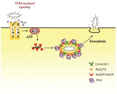 Fig. 1.5.5- Meccanismo di esocitosi batterica cAMP dipendente dalle BECs mediata dal TLR4 [23]