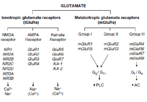 Fig 2.1-Illustrazione delle famiglie di recettori del glutammato, delle loro subunità note e dei meccanismi primari di trasduzione  del segnale