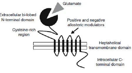 Fig. 2.2-Rappresentazione schematica di un membro della famiglia dei recettori metabotropici per il glutammato [29]