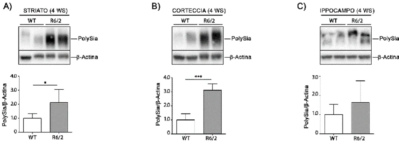 Figura 14. I livelli di polySia sono alterati nel cervello di topi R6/2 in fase presintomatica di malattia