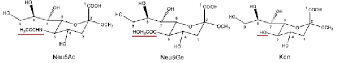 Figura 1. Rappresentazione strutturale dei membri della famiglia di Sia. A) Neu5Ac, B) Neu5Gc e C) KDN 
