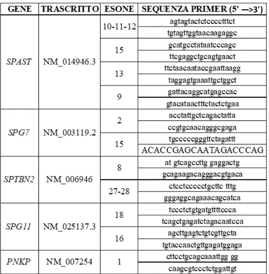 Tabella 1: In tabella sono riportati il gene in cui è stata identificata la variante in  esame, il trascritto canonico, l’esone e le sequenze dei primer utilizzate