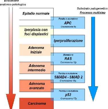 Figura 1: modello di progressione adenoma-carcinoma