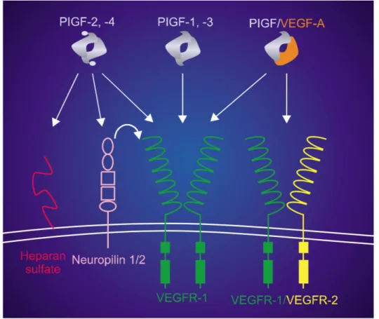 Figure	 6:	 Schematic	 model	 of	 PlGF	 isoforms	 homodimers	 and	 PlGF-VEGF	 heterodimer	