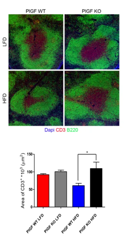 Figure	 26:	 Representative	 images	 of	 splenic	 immunostaining,	 showing	 CD3	 positive	 white	